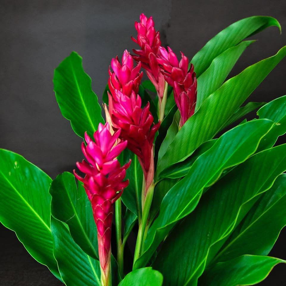 Rich red tropical flower stems framed by vibrant green foliage